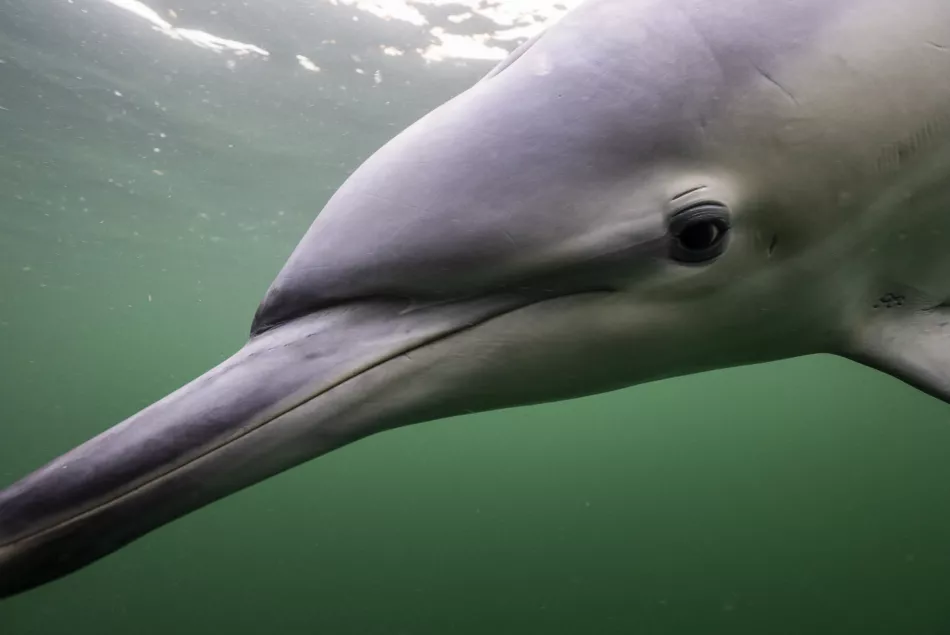 Delfin
