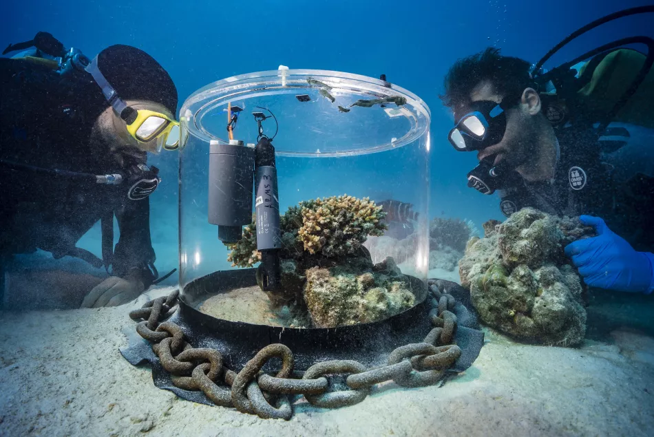 Coral Chamber