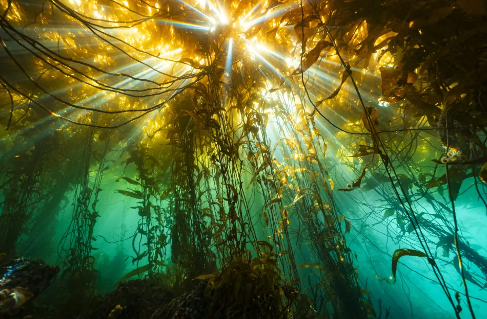 Giant Kelp in Sun