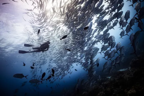 Taucher in einem Schwarm Fische
