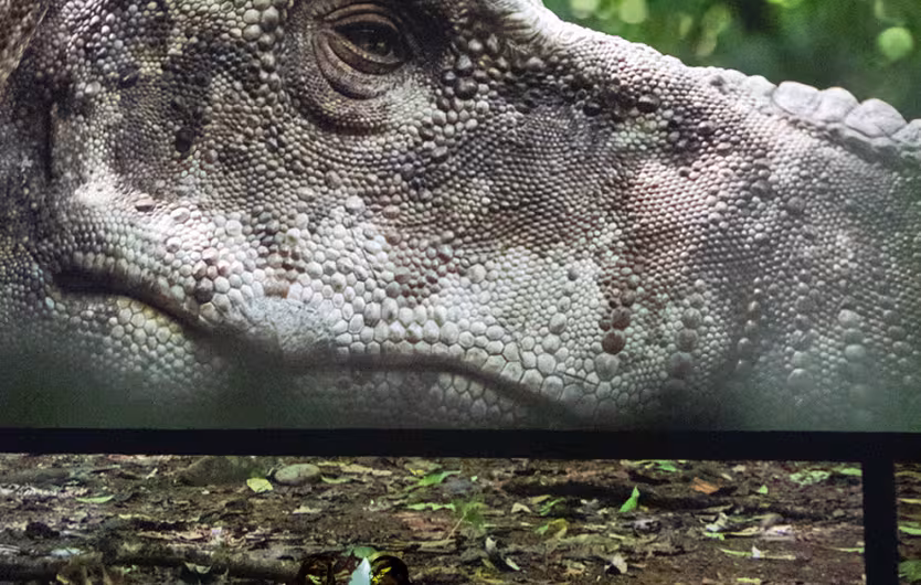 dinosaurs t rex zoom