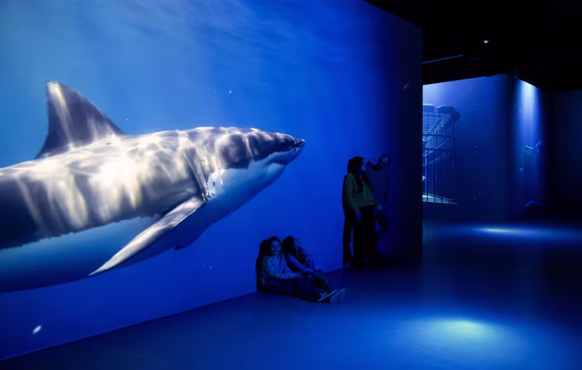 ocean blue shark