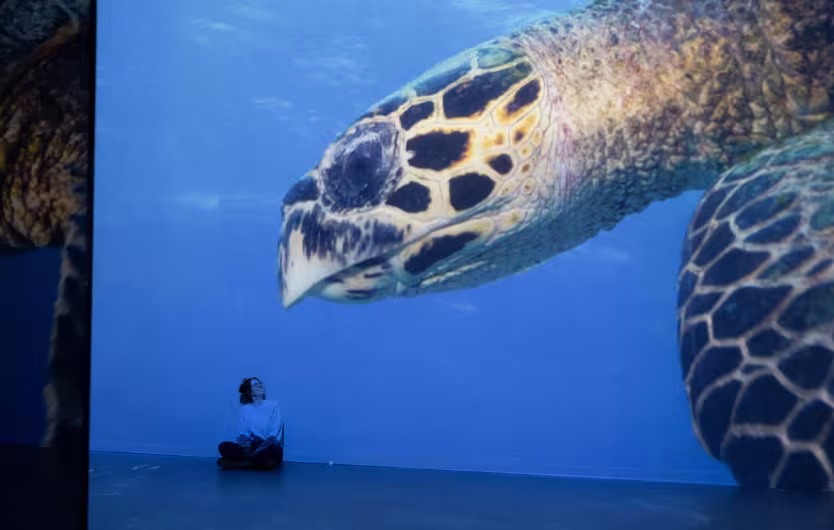 ocean giant turtle