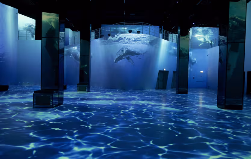 ocean whale projection