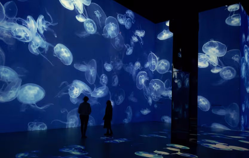 ocean white jellyfish