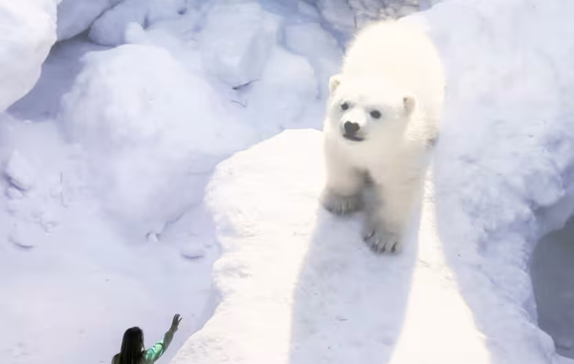 polar bear seen from the sky