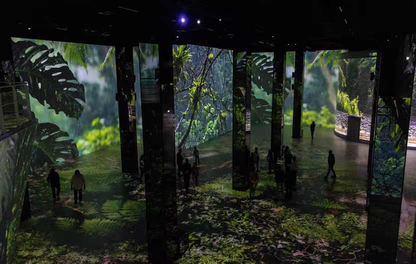 projection jungle