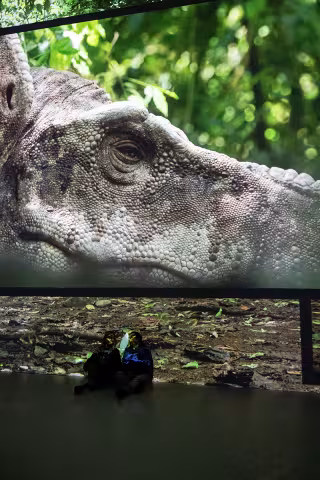 dinosaurs t rex zoom