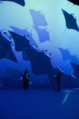 ocean manta rays